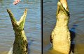 11Kakadu6