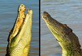 11Kakadu7
