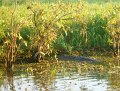 DSCN0584