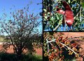 14ToPilbara1