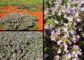25Ningaloo2