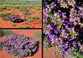 25Ningaloo3