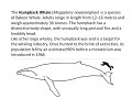 WhaleText