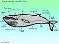 whale_humpdaiglge