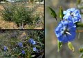 01Carnarvon1