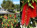 12Mullewa1