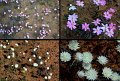 13Mullewa