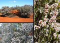 13Mullewa14
