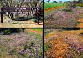 13Mullewa17