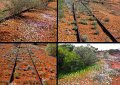 13Mullewa4