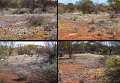 13Mullewa5