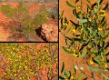 13Mullewa7
