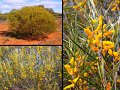 13Mullewa9