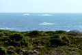 DSC_0046crop