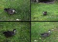 Ducks