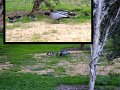 Ducks2