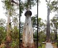 07Manjimup