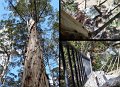 08Manjimup30