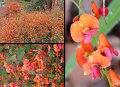 08Manjimup5