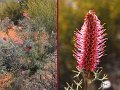 14Coolgardie5