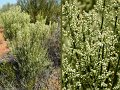 14Coolgardie6