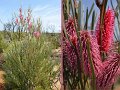 14Coolgardie7