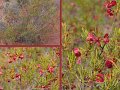 15Coolgardie11