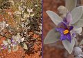 15Coolgardie12
