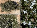 22Nullarbor11