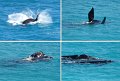 22Nullarbor19