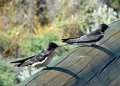 DSC_0422crop