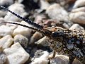 DSC_0564cropA