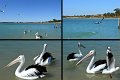 23Ceduna7