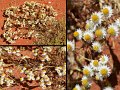 03Uluru2