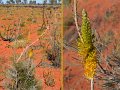 03Uluru6