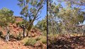 04KingsCanyon1