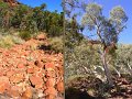 04KingsCanyon4