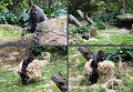 26Zoo1
