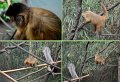 26Zoo11