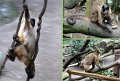 26Zoo13