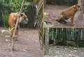 26Zoo19
