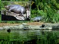 26Zoo3