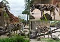 26Zoo32