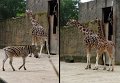 26Zoo33