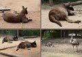 26Zoo38