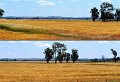 27Narrandera10