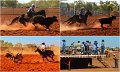 Rodeo