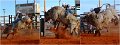 Rodeo1