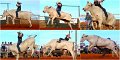Rodeo11