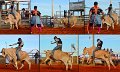 Rodeo12